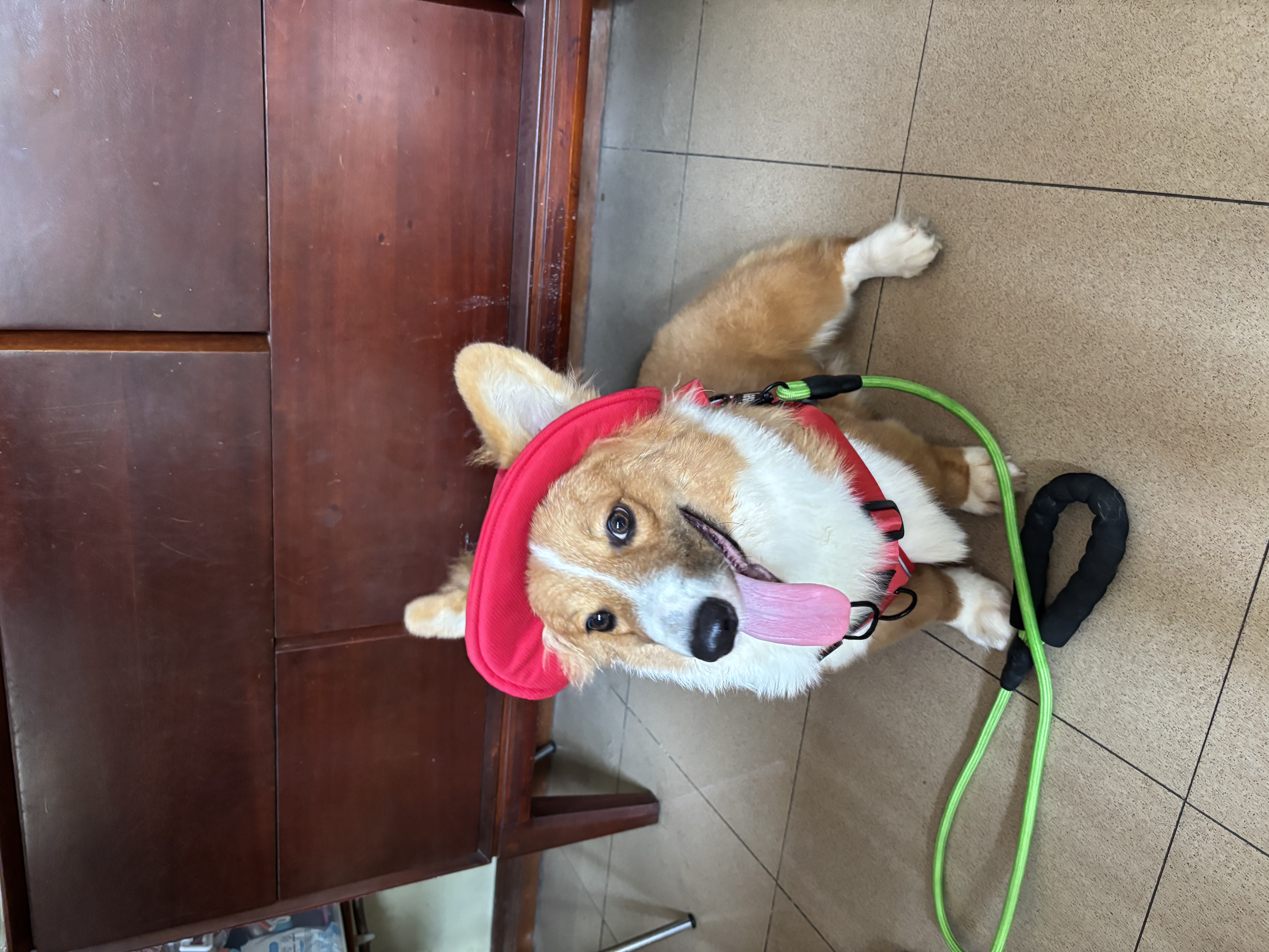 Cute corgi - Male