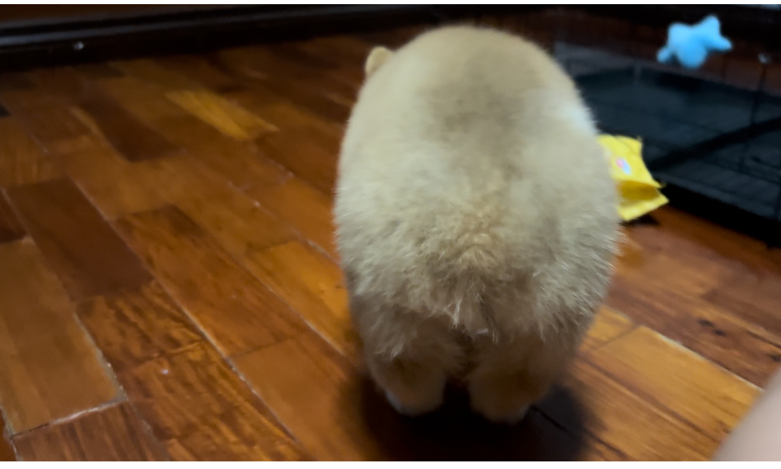 Corgi bumbum